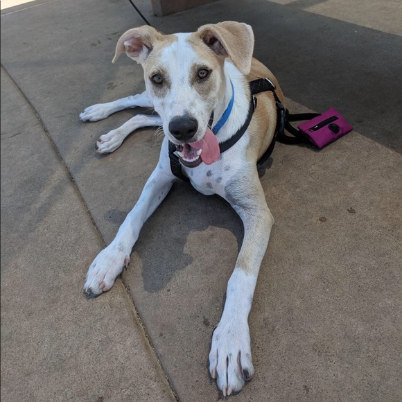 Meet your Posher, Amelia - Picture 1 of 1